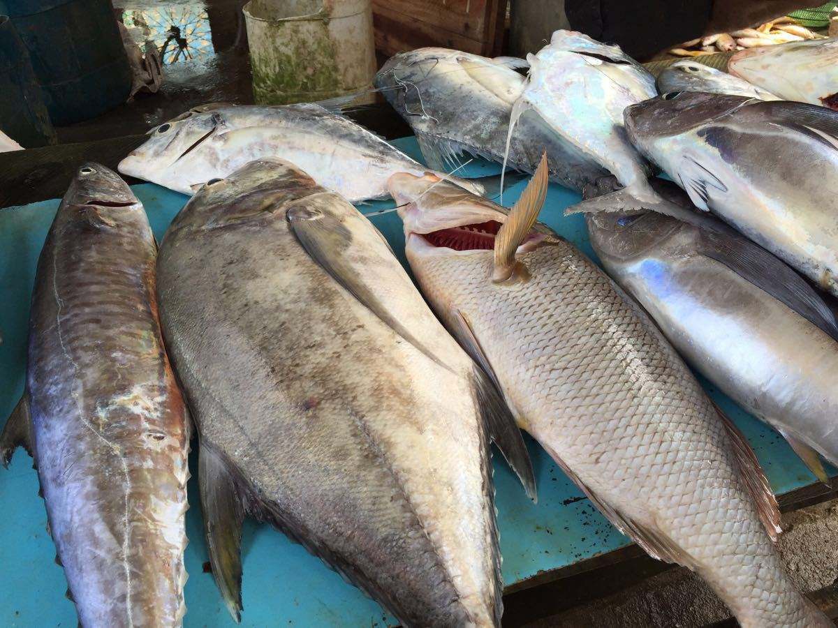 各地魚市良好，流通商暫時不缺魚！