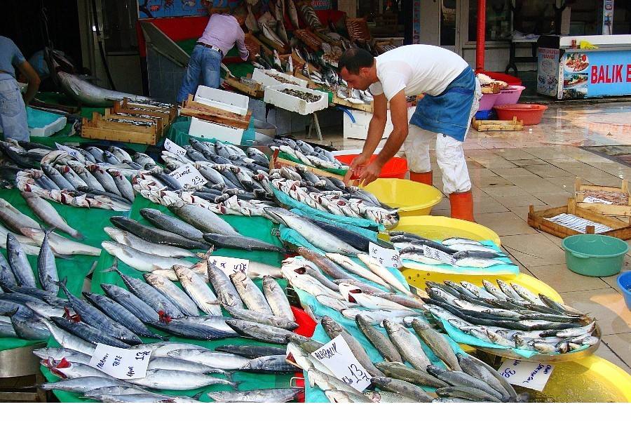 各地魚市良好，流通商暫時不缺魚！